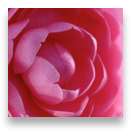 collage image title