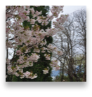 collage image title