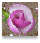 collage image title