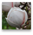 collage image title