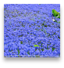 collage image title