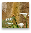 collage image title
