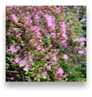 collage image title