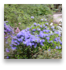 collage image title