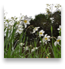 collage image title