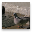 collage image title