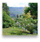 collage image title