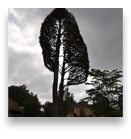 collage image title
