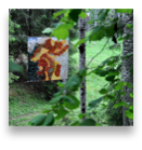 collage image title