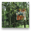 collage image title