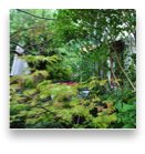 collage image title
