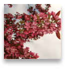 collage image title