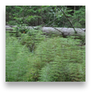 collage image title