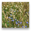 collage image title