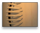 collage image title