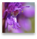 collage image title