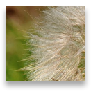 collage image title