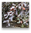 collage image title