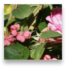 collage image title