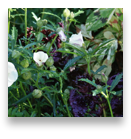 collage image title