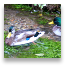 collage image title
