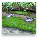 collage image title