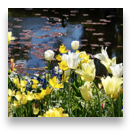 collage image title
